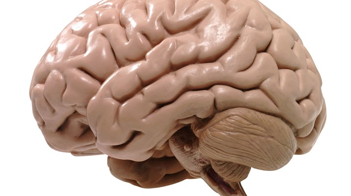 Afbeelding Het menselijk brein
